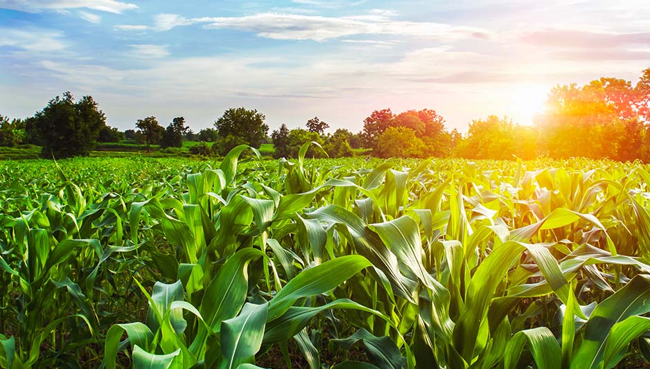 Rawello Sulama Sistemleri